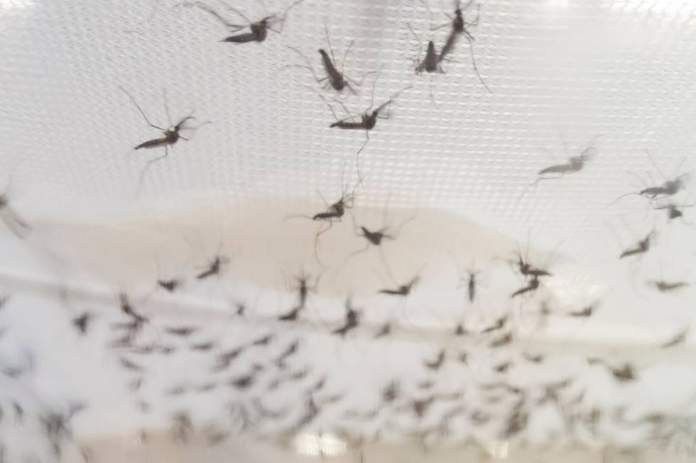 Cómo eliminar el mosquito tigre: 9 consejos efectivos